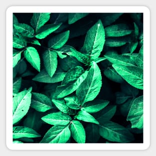 Green Leaves Sticker